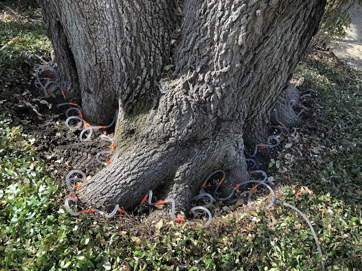 Detailed Tree Cabling and Bracing job site in Halbur